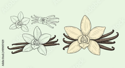 Delicate hand-drawn vanilla flowers and cured pods in vintage style