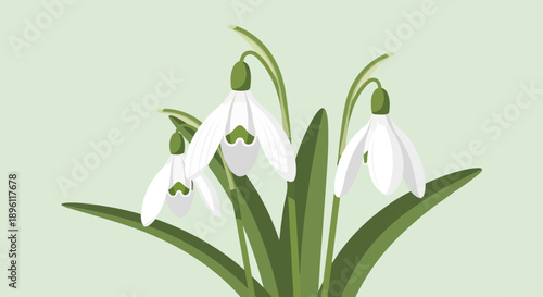 Delicate white snowdrops with green stems and leaves against a light green background