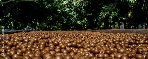 Ripening macadamia nuts captured in a tropical plantation environment in Guatemala
