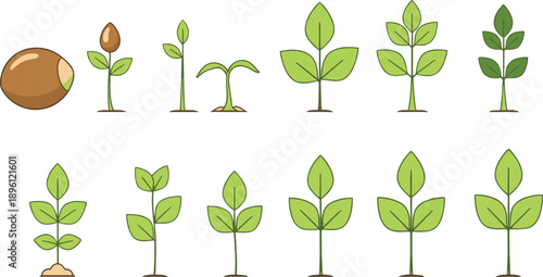 Plant Growth Stages Illustration Featuring Seed Germination, Seedling Development, Young Sprouts, Leaf Growth Cycle, Agriculture Process, and Natural Botanical Progress Concept.
