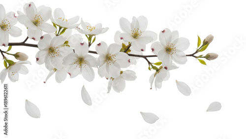 White cherry blossom branch with delicate flowers and falling petals