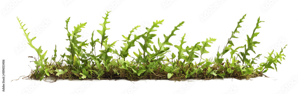 Obraz premium Wild Fern Icon Isolated on White Background for Nature or Landscaping