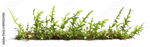 Wallpaper Mural Wild Fern Icon Isolated on White Background for Nature or Landscaping Torontodigital.ca