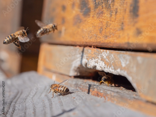 Bienen vor dem Flugloch