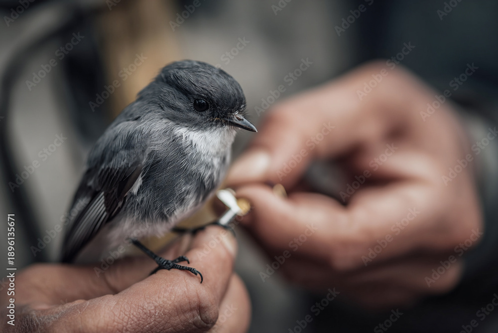Fototapeta premium Ornithologist placing identification ring on bird’s leg, careful scientific work, shallow depth of field.