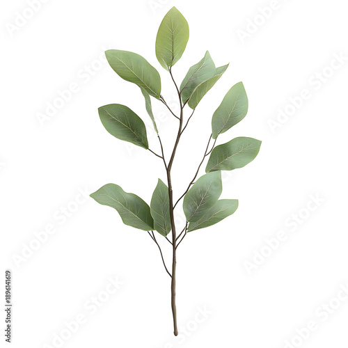 Front view of a gum tree branch with leaves for Australia Day isolated on a white transparent background