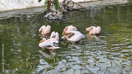 pelicans in the water
