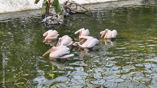 pelicans on the water