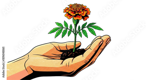 Hand holding marigold seedling with fresh soil and green leaves  