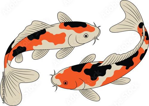 Two koi fish illustration, Japanese carp swimming gracefully, colorful ornamental fish, pond wildlife art, isolated white background
