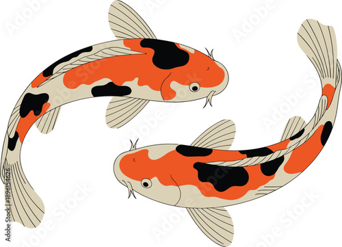 Two koi fish illustration, Japanese carp swimming in circular motion, ornamental pond fish art, harmony symbol, isolated white background