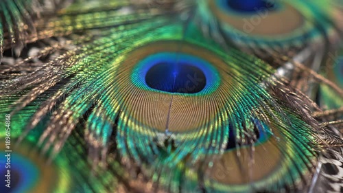 Close-up of Peacock Feathers with Vibrant Blue and Green Eyespots