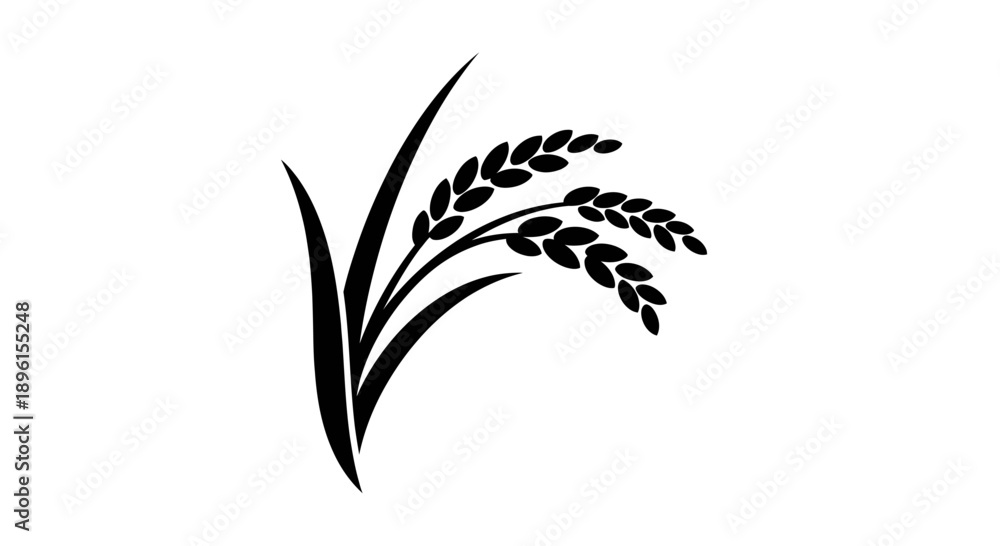 Fototapeta premium Black rice plant illustration