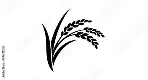 Black rice plant illustration