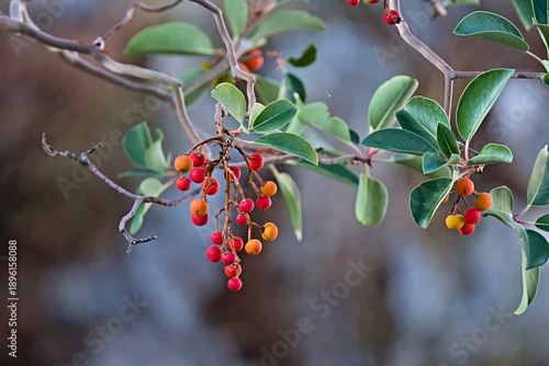 Arbutus andrachne, also known as Greek Strawberry Tree, Crete