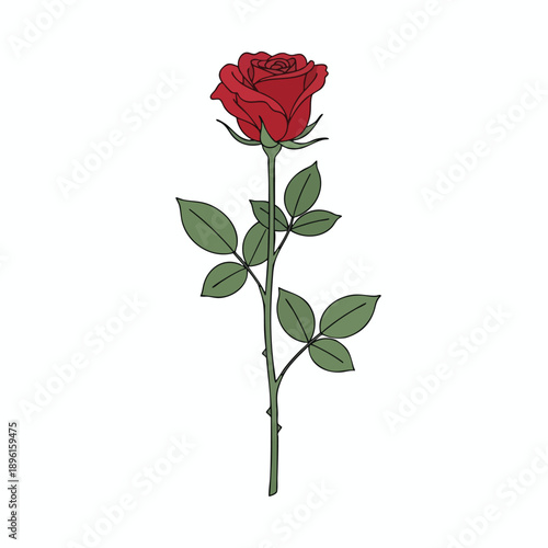 Beautiful Red Rose Illustration