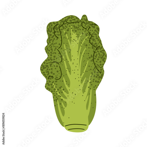 Chinese cabbage napa vegetable illustration showing a fresh leafy green in flat style. Food illustration for healthy eating, recipes, agriculture and organic design projects.