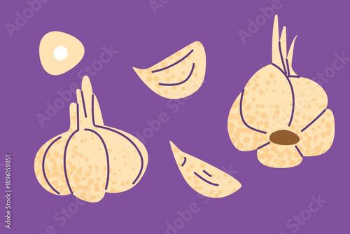 Garlic set illustration in flat style showing whole bulb, cloves and sliced garlic. Suitable for cooking, recipes, food design, packaging, nutrition and culinary projects.