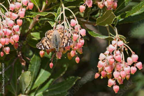 Painted Lady (Vanessa cardui) feeding on Arbutus unedo (strawberry tree) flowers, Crete