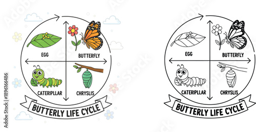 Butterfly Life Cycle Stages Educational Infographic with Colored and Line Art Versions for Kids, Metamorphosis Diagram Featuring Egg, Caterpillar, Chrysalis, and Monarch Butterfly.