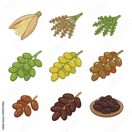 Isometric Ajwa Date Palm Growth Stages From Flower to Ripe Fruit Vector Set