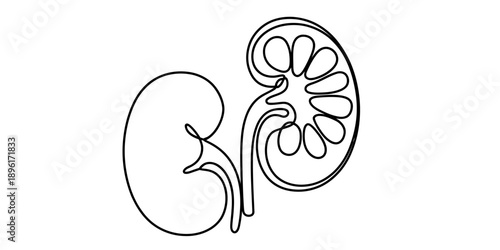 Continuous line drawing of a human kidney organ showing external shape and internal structure Vector, illustration