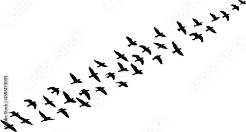 Silhouette of migrating birds flying in diagonal formation across white sky symbolizing freedom movement wildlife migration background minimal nature design copyspace