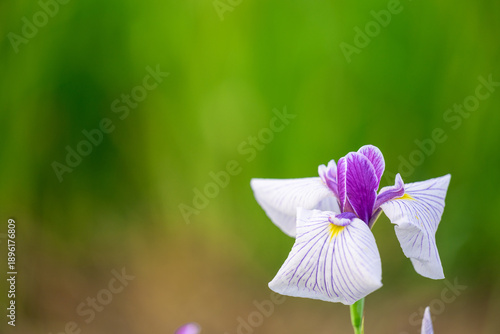 Fotografie 花しょうぶ(クローズアップ)
標高600mの高原に咲き誇る、涼やかな季節の記憶
山都町米迫
Iris (Close-up)
Blooming in full b