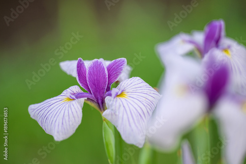Foto 花しょうぶ(クローズアップ)
標高600mの高原に咲き誇る、涼やかな季節の記憶
山都町米迫
Iris (Close-up)
Blooming in full b