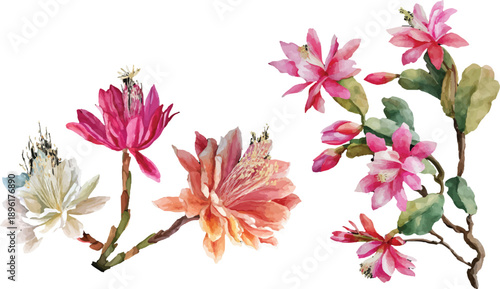 pink flowers isolated on white