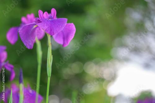 Fotografía 花しょうぶ(クローズアップ)
標高600mの高原に咲き誇る、涼やかな季節の記憶
山都町米迫
Iris (Close-up)
Blooming in full b