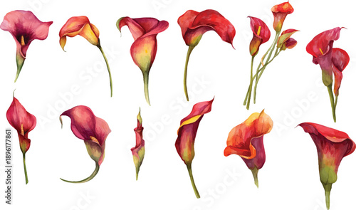 red and yellow flower