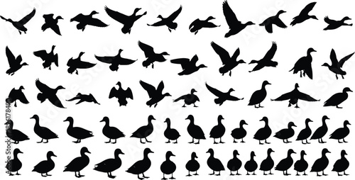 Duck silhouettes flying and standing in multiple poses, detailed black vector wildlife illustration collection for nature design, migration scenes, bird studies, educational projects,