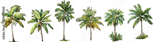 green grass isolated on white background