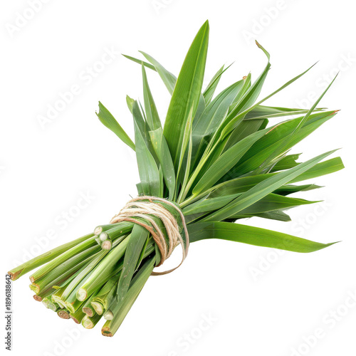 Freshly harvested lemongrass bundle tied with natural twine, ready for culinary use isolated on white background