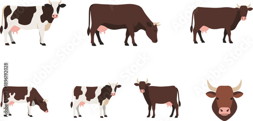 Farm Cow Illustration Set with Different Dairy and Beef Cattle Poses Isolated on White Background
