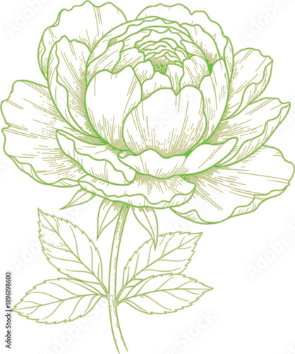 described features a beautifully detailed, monochromatic drawing of a peony flower, rendered in a light green hue. The choice of color adds a soft, natural quality to the illustration, enhancing the o
