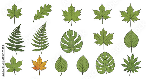 Variety of Leaf Illustrations