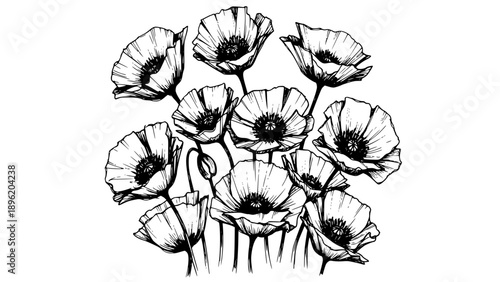 Beautiful cluster of hand-drawn poppy flowers rendered in stark black and white ink sketch style