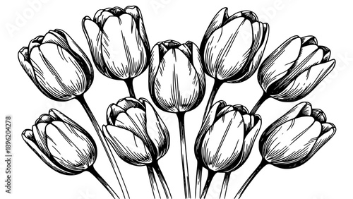Detailed black and white engraved illustration depicting a beautiful cluster of classic tulip flowers ready for spring.