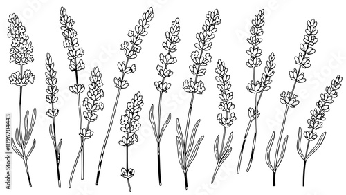 Elegant black and white line art illustration showcasing a collection of detailed lavender flower stalks with slender leaves.
