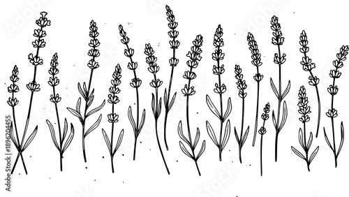 Elegant hand-drawn black and white line art illustration depicting a border collection of delicate lavender floral spikes.