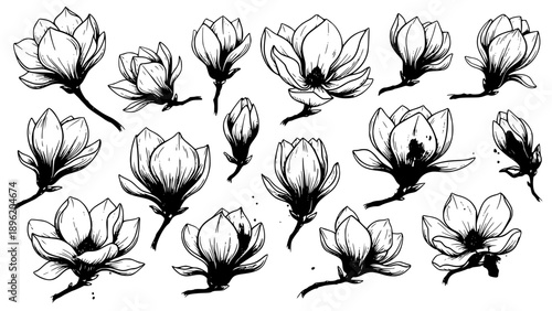 Hand drawn vintage style black and white magnolia flower illustrations showcasing various bloom stages and elegant botanical forms.