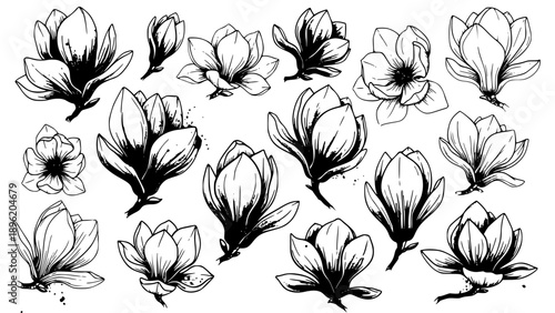 Collection of detailed, black and white magnolia flower illustrations showcasing various bloom stages and natural shapes.