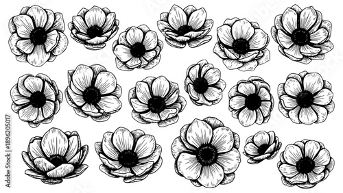 Collection of detailed, hand-drawn anemone flower illustrations showcasing delicate petals and dark central details in black and white.