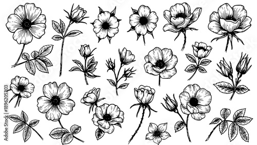 Beautiful collection of hand-drawn wild rose floral elements featuring blooms buds and detailed botanical leaves