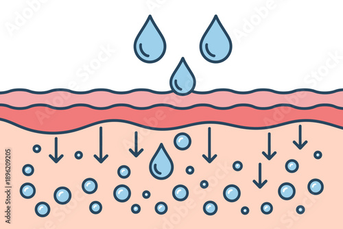 Diagram of skin layers with water droplets and absorption process