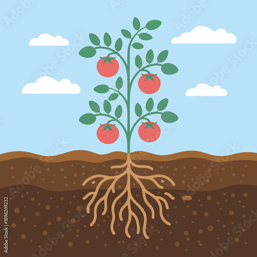 Tomato plant with roots and fruits growing in soil under blue sky with clouds