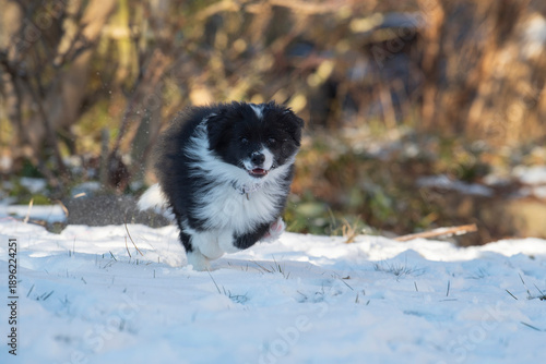 Border Collie Welpe im Schnee