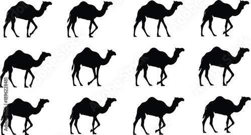Camel, Walking, Animation, Sequence, Vector, Illustration, Animal, Movement, Dromedary, Desert, Silhouette, Set, Motion, Study